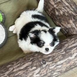 Chihuahua Puppies from Keljim's Chihuahuas