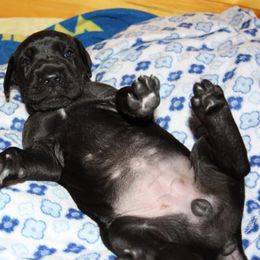 Great Dane Puppies from Dunn Right Ranch