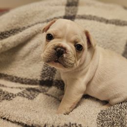 French Bulldog Puppies from Electric City Frenchies