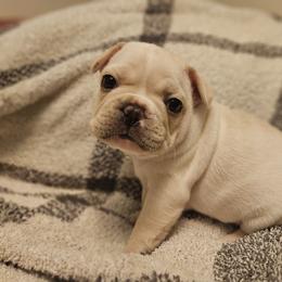 French Bulldog Puppies from Electric City Frenchies