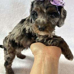 Frosty - Black white and tan female Cockapoo puppy in Adrian, Oregon from ApplebyFarm