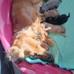 Two - Chocolate and tan male Dachshund puppy in Gordon, Georgia from Long Dogs Yellow Farm