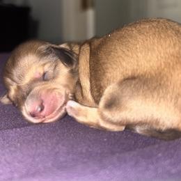 Shaded Cream Female AKC - Cream female Dachshund puppy in Lehigh Acres, Florida from Ruby Rose Dachshund Dynasty