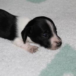 Queen Lillian - Piebald female Dachshund puppy in Kilgore, Texas from The Barefield Doxies