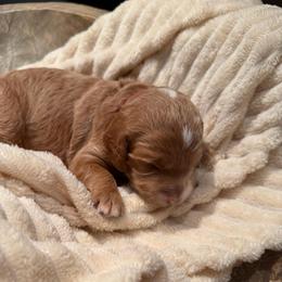 Dark pink - Red  female Goldendoodle puppy in Phoenix, Arizona from Doodles of the Desert