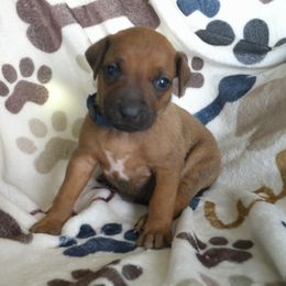 Bonnie - Rd whtn blk nose female Rhodesian Ridgeback puppy in Carney, Oklahoma from River Run Parson Russell terriers & River Run Ridgebacks