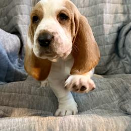 Tormund - Red and white male Basset Hound puppy in Pilot Point, Texas from Texas Rose Basset’s