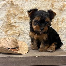 Joey SMALL - Blue and gold male Yorkshire Terrier puppy in Monticello, Iowa from Ashley’s Puppies