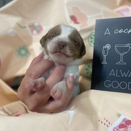 Boy 2 - male Brittany puppy in Downers Grove, Illinois from Attitude Brittanys