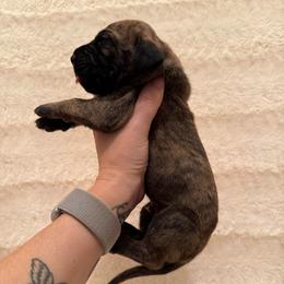 Brutus - Brindle male Great Dane puppy in Jerusalem, Arkansas from Mara Danes