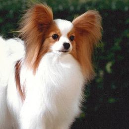 Papillons from Hallmark Papillons