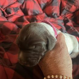 Pink Girl - Brown and gray female Wirehaired Pointing Griffon puppy in Sheldon, Vermont from Ole Poor Farm