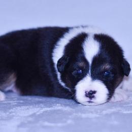 Mariposa - Black tri-color female Australian Shepherd puppy in Easton, Missouri from MMA Kennel