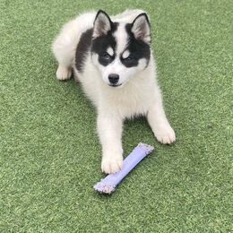 Ringo - White male Pomsky puppy in Winston, Oregon from Arctic Tails Spitz