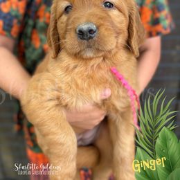 Ginger (Gilligan's Island Litter) - Dark golden female Golden Retriever puppy in Argyle, Texas from Skarlotte Goldens, LLC