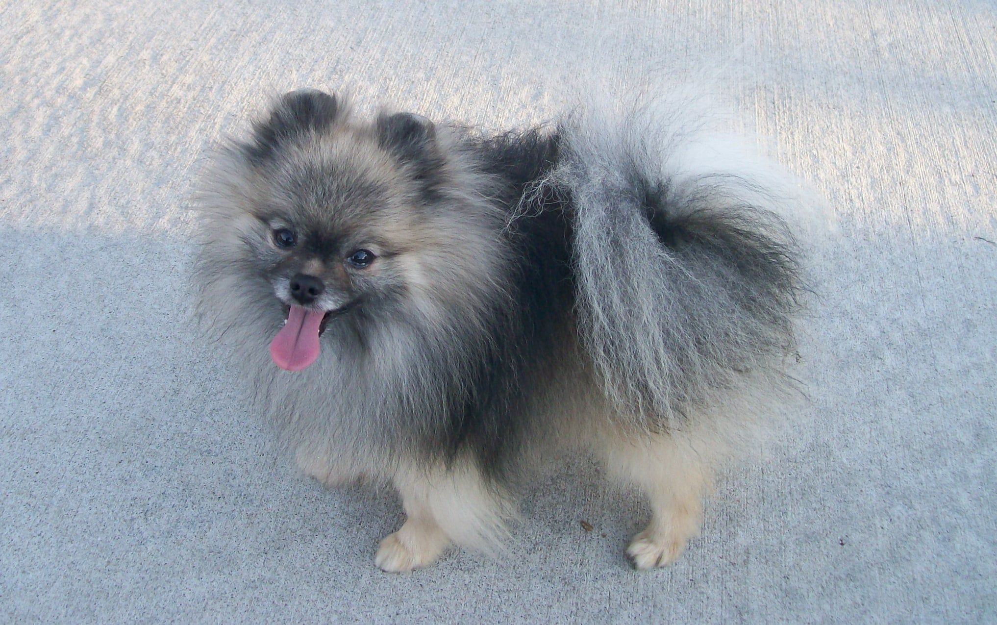 Dingman’s Lone Wolf Poms In Missouri 