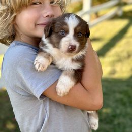 Puppy 7 - Red tri-color female Australian Shepherd puppy in Hillview, Illinois from Malin Family Aussies