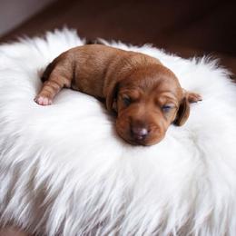 Carly Puppy - Red female Dachshund puppy in East Bend, North Carolina from Yadkin Valley Dachshunds