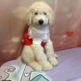 Beso - White male Poodle puppy in Mobile, Alabama from Semmy’s Standard Poodle LLC