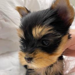 Loki - Black and tan male Yorkshire Terrier puppy in New York from Yorkies Boutique