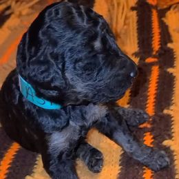 ASTRO - Phantom male Poodle puppy in Paonia, Colorado from Sillydogs Poodles