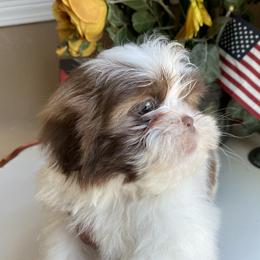 Boy 3 Gucci - Liver and white male Shih Tzu puppy in Troy, Michigan from "Shihtzu Best Friend"
