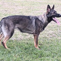 German Shepherds from Macanta K9