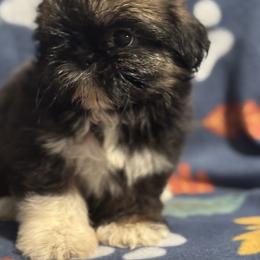 SALE.  Master - Brindle male Shih Tzu puppy in Sharon, Pennsylvania from Keystone Danes and Shih tzus
