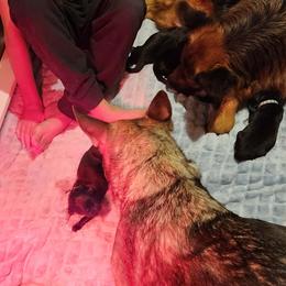 German Shepherd Puppies from Von WestLynn German Shepherds