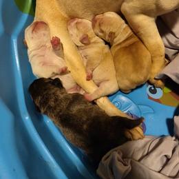French Bulldog Puppies from Donna Santora