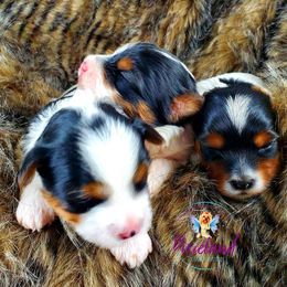 Yorkshire Terrier Puppies from Pixieland Yorkshire Terriers