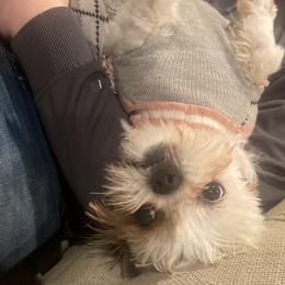 Karma - Shih Tzu