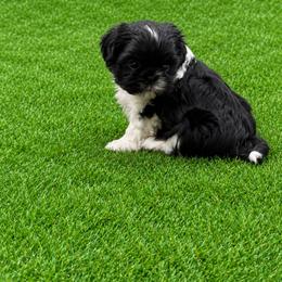 Birch - Black and white male Shih Tzu puppy in Montgomery, Texas from Furbourne Farms