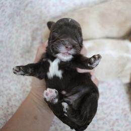 Cockapoo Puppies from Darling Doodles