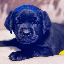 Girl 4 - Croc - Neon Collar Female - Black female Labrador Retriever puppy in Latrobe, Pennsylvania from Stone Shoe Ranch Labs & Dairy Goats
