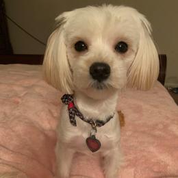 Bella - Morkie