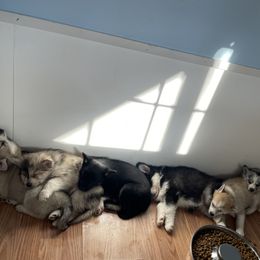 Pomsky Puppies from Ocean State Pomskies