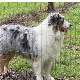 Panzer - Australian Shepherd