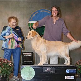 Rye - Golden Retriever