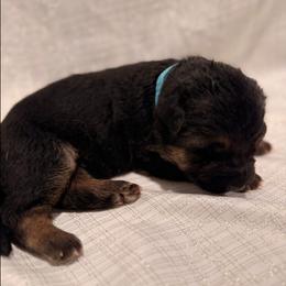 Blue color - Black and red female German Shepherd puppy in Marion, Ohio from Legacy K9’s