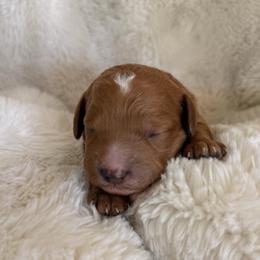 Lulu - Red  female Goldendoodle puppy in Sacramento, California from GoldenDoodle Love