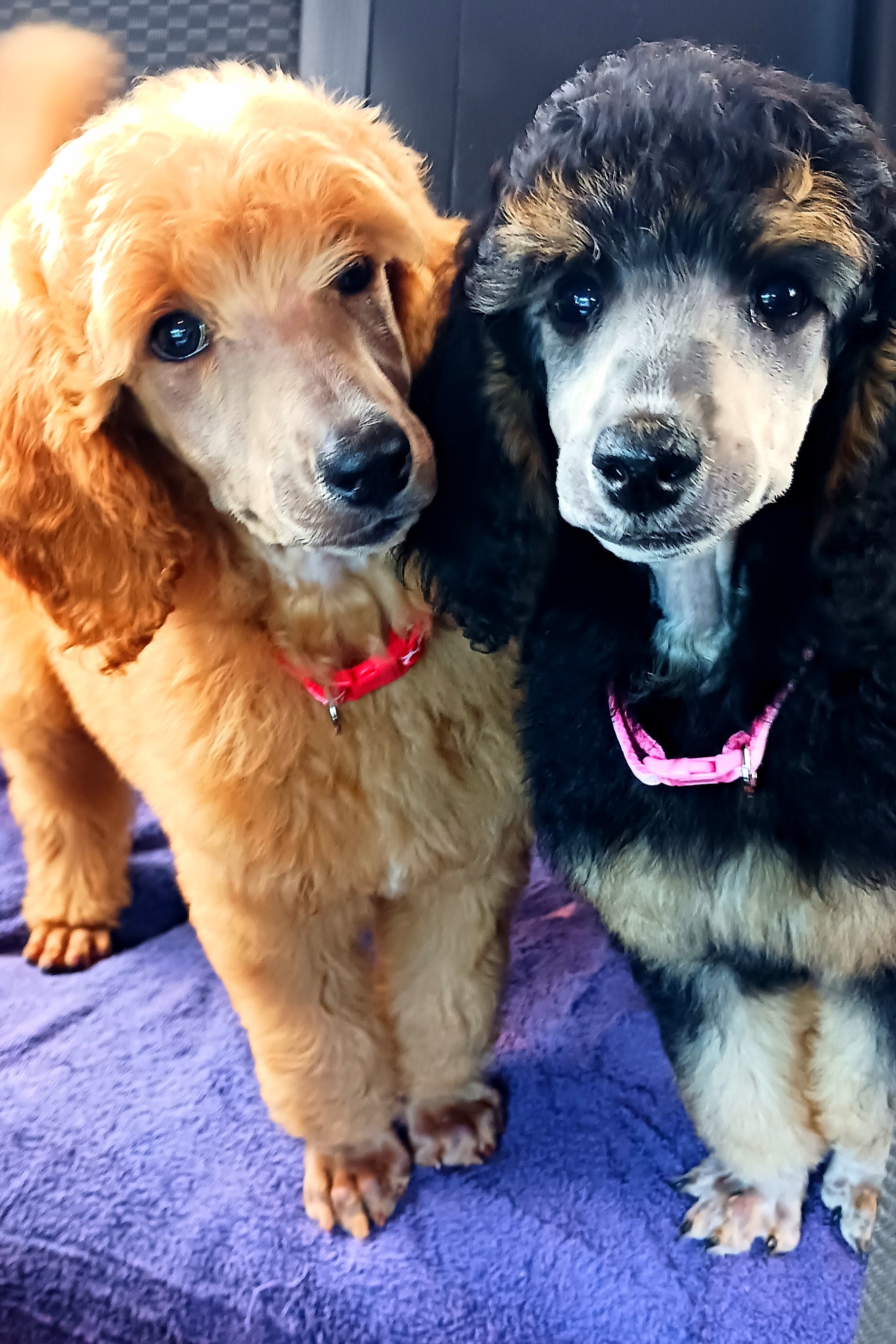 Dalmatian and Poodle Puppies from Reeves Family Standards