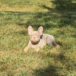 Boy 2 - Liver male French Bulldog puppy in Alexandria, Virginia from Boss Lady Kennel