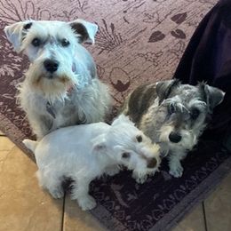 Miniature Schnauzers from King kyro n Kinley karma