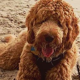 Goldendoodles from Wilbur & Ellie Doodles