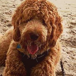 Goldendoodles from Wilbur & Ellie Doodles