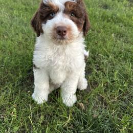 Boy 2 - Brown and white male Aussiedoodle puppy in Hillsboro, Illinois from Perfect Paws Puppies