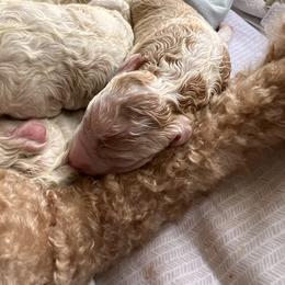 Australian Labradoodle, Bernedoodle, Double Doodle, Goldendoodle, and Poodle Puppies from Karlas Pet Rendezvous