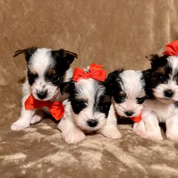 Yorkshire Terrier Puppies from Reed’s Breeds