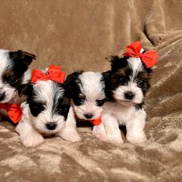 Yorkshire Terrier Puppies from Reed’s Breeds
